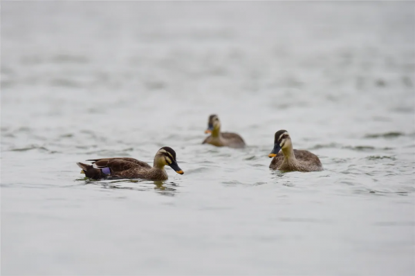 40+張大片!帶你領略這裡的“鳥禽圖鑑”! 40+張大片!帶你領略這裡的“鳥禽圖鑑”!