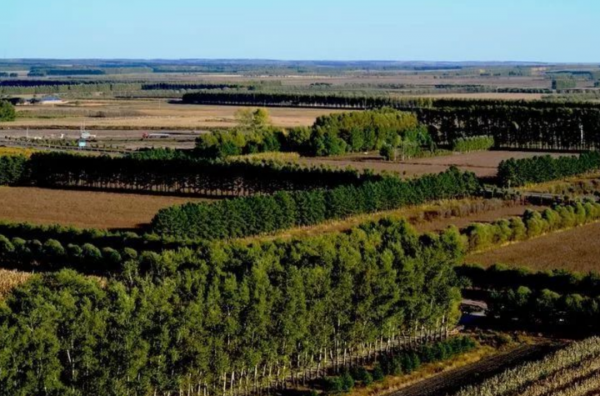 地球正在變綠？原因在中國和印度，專家卻對印度的“綠”十分擔憂