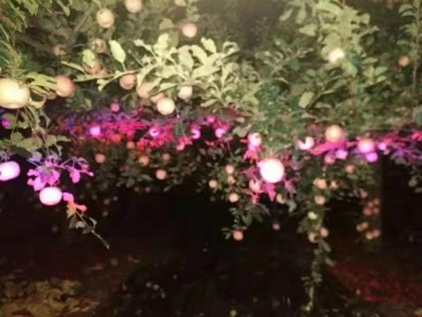 蘋果一套一摘一年損耗1000多億,山東果農免套袋增產20%,咋實現 蘋果一套一摘一年損耗1000多億,山東果農免套袋增產20%,咋實現