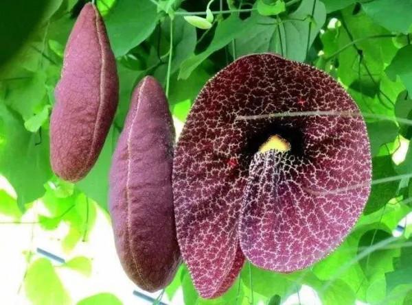 發現不一樣的花草，領悟大自然的奇妙