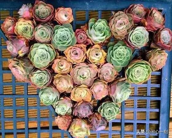 分享&mdash;&mdash;玫瑰多肉