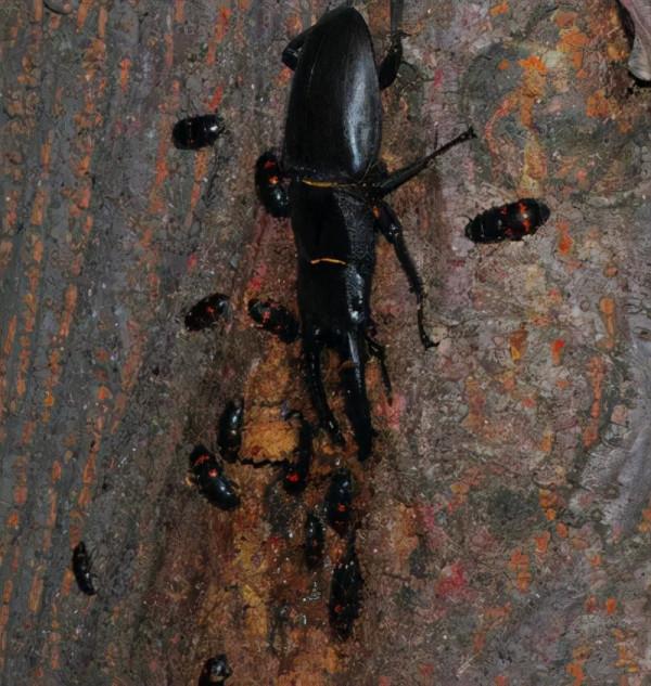 小強真的“打不死”嗎？