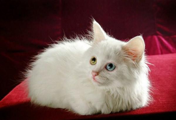 本土貓種獅子貓,一直被稱為“布偶平替”,現在數量遠比布偶稀少 本土貓種獅子貓,一直被稱為“布偶平替”,現在數量遠比布偶稀少