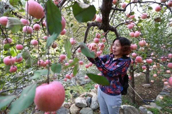 內丘特產丨 有機健康的富崗蘋果​ 內丘特產丨 有機健康的富崗蘋果​