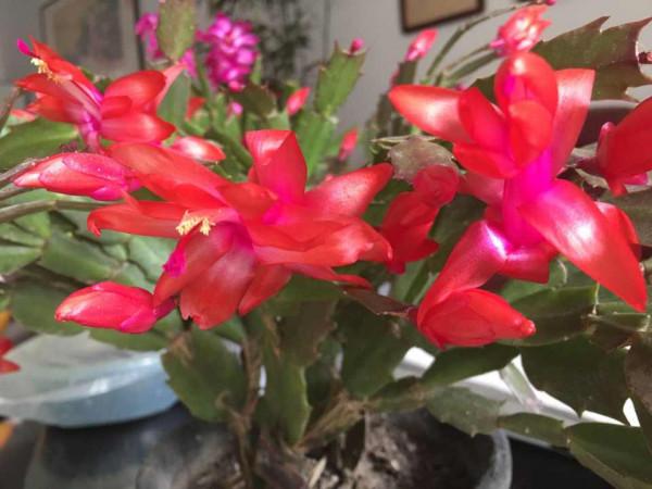 這三種蘭花都愛喝啤酒,每個月一次,葉子油光鋥亮,蹭蹭長 這三種蘭花都愛喝啤酒,每個月一次,葉子油光鋥亮,蹭蹭長