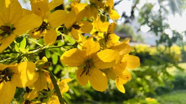 小雪悠悠冬來遲 小雪悠悠冬來遲
