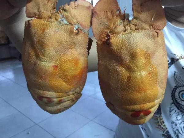 ＃金粉社群＃這是什麼大頭龍蝦！傳說中神秘的“加勒比海”