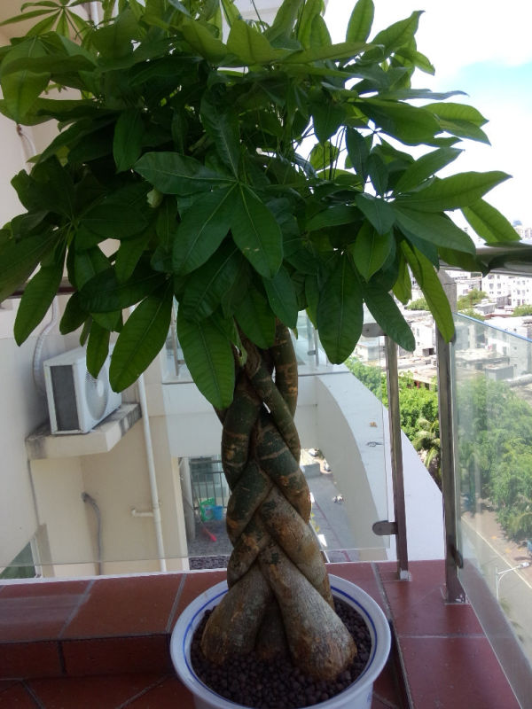 發財樹幹葉子是什麼情況 發財樹幹葉子是什麼情況