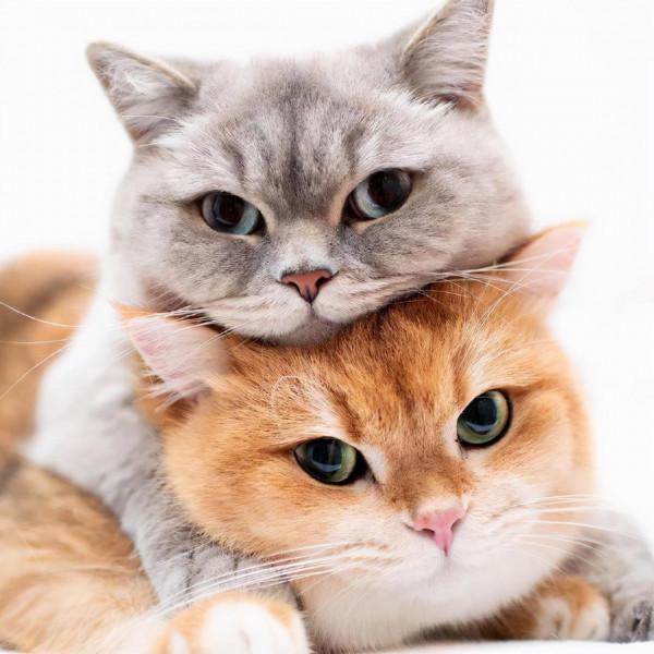 為什麼人們對貓容忍度很高,對狗卻異常嚴厲? 為什麼人們對貓容忍度很高,對狗卻異常嚴厲?