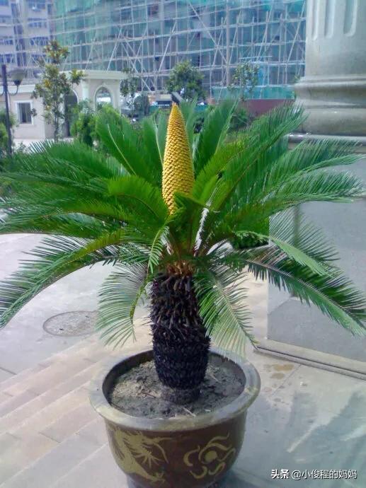 分享——鐵樹開花