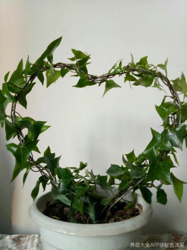 家裡有老人，就養4種“壽星花”，好養活寓意好