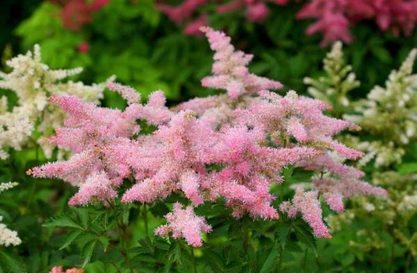 九種洋氣花，名字很“難聽”，建議別嫌棄，養好了也能美出天際