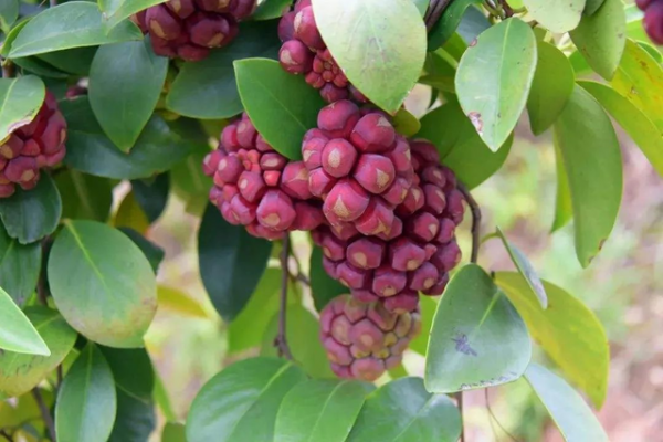 24種帶有&OpenCurlyDoubleQuote;虎&rdquo;字的植物，有些花卉名稱都沒聽過，你認識幾種？