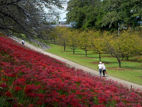 探訪日本地下神殿，埼玉縣近郊遊