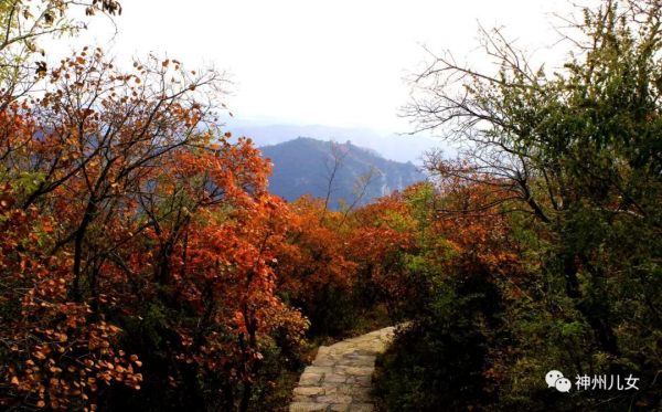 太行紅葉別樣紅