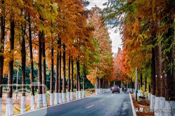 中國存在感最低的山區縣，有條公路落羽杉22公里，廣東很少人知道