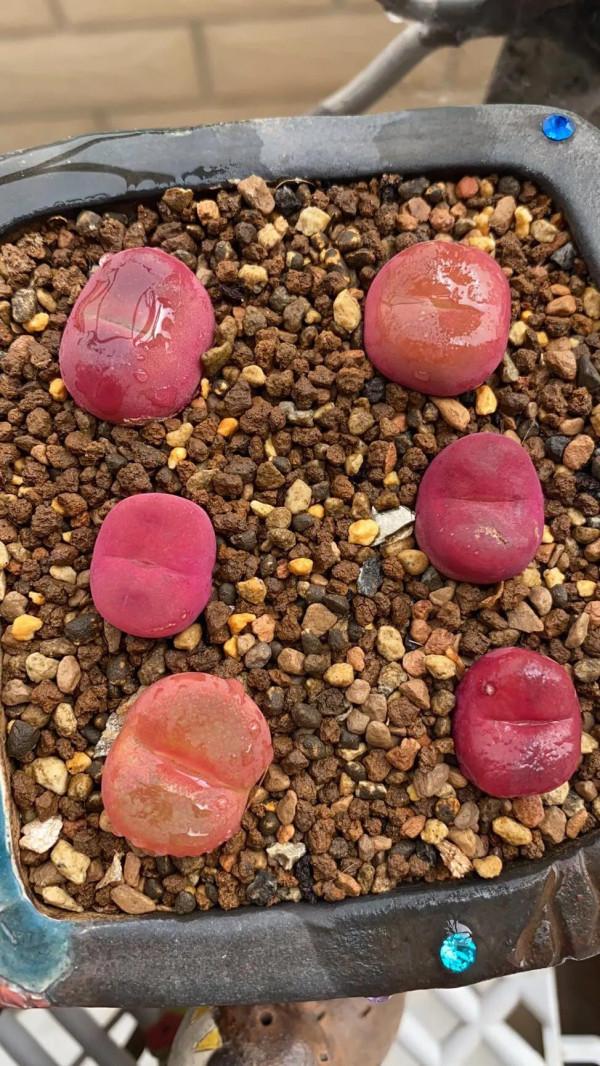 一個植物愛好者的深秋～多肉篇