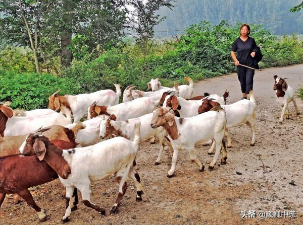 5旬寡母種7畝地養1群羊,10年賺60萬,娶媳婦蓋房一場空,咋回事 5旬寡母種7畝地養1群羊,10年賺60萬,娶媳婦蓋房一場空,咋回事