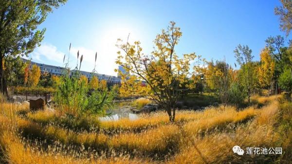 【FENG景】創森動態 | 蓮花池公園多彩的秋天