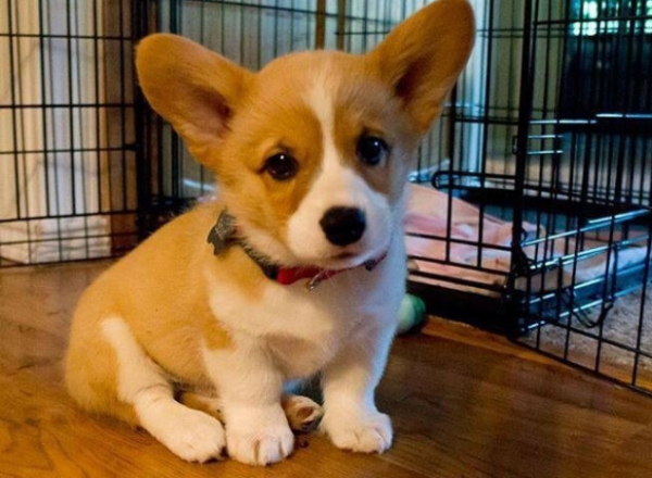 柯基犬到了新主人家，還會想念舊主人嗎？