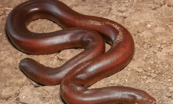 印度農民家出生一隻四眼兩嘴小牛,當地人蜂擁膜拜 印度農民家出生一隻四眼兩嘴小牛,當地人蜂擁膜拜