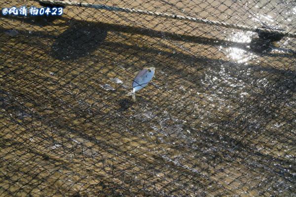 斷子絕孫網（21——341）