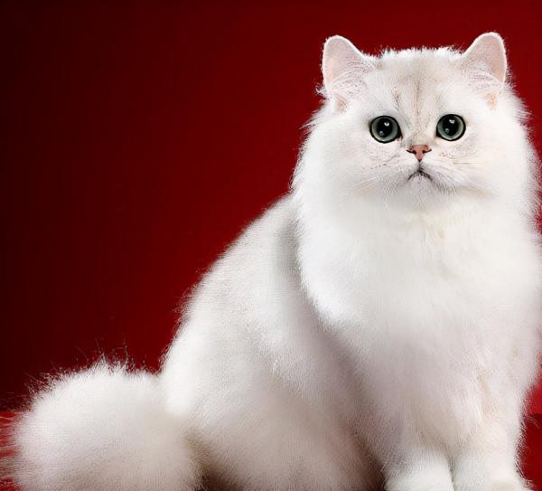 品種溯源識別系列之:英國長毛貓 品種溯源識別系列之:英國長毛貓