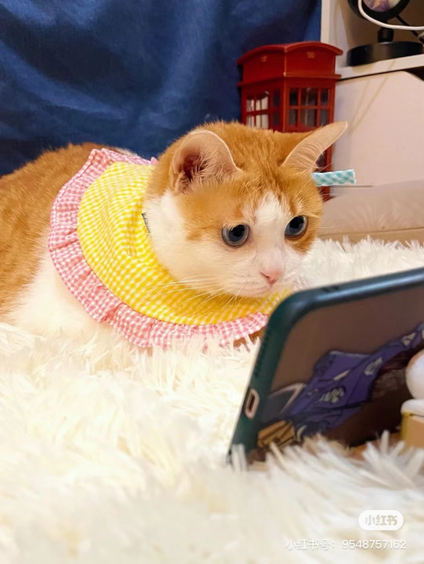 大橘擁有罕見瞳色，引發全網熱議：“全世界找不到第二隻！”