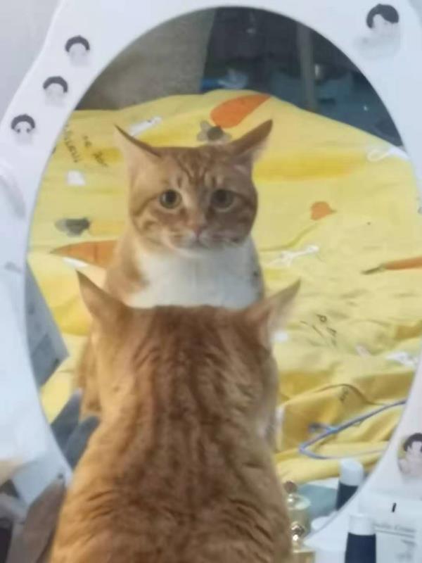 中華田園貓“大橘”，養過的人才知道：大橘為重不只是說說而已