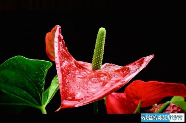 索尼XRM-85Z9J 8K電視評測：讓4K也能展現出8K等級的精細畫質