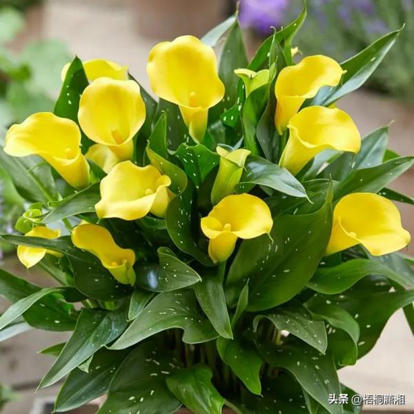 那些植物界的愛馬仕