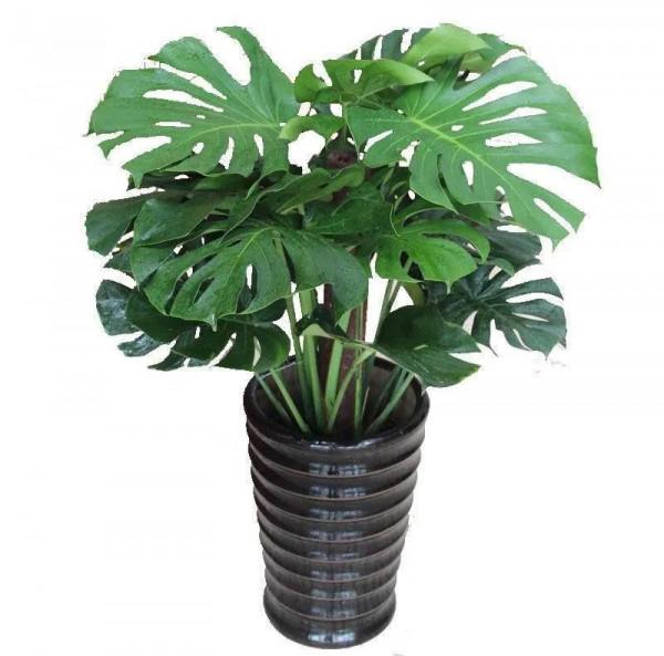 家養美觀大方的五種大盆植物