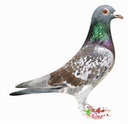集鴿羽色分不清？看看這家鴿會發布的對照圖