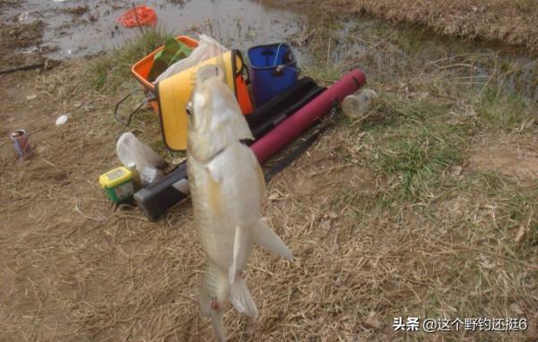 新手玩野釣的真諦,急於求成多彎路,腳踏實地才能讓你贏在江湖 新手玩野釣的真諦,急於求成多彎路,腳踏實地才能讓你贏在江湖