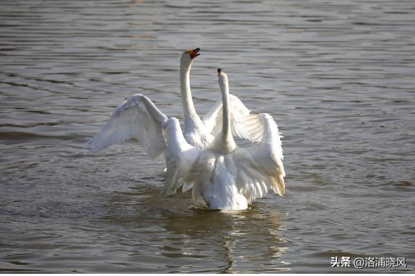 家鵝與天鵝是近親嗎？兼談家鵝與天鵝的區別