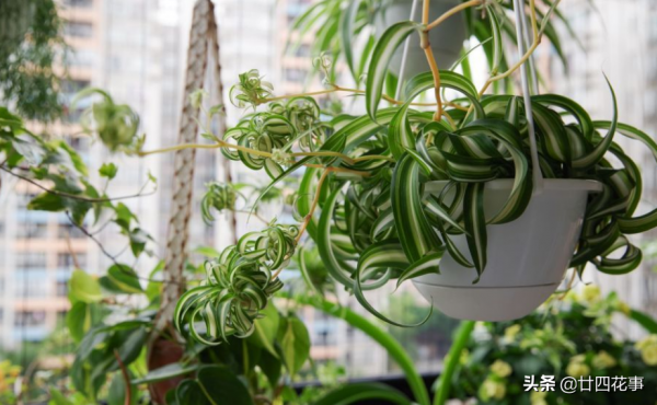 10種綠植“小而美”，適合室內，耐陰好養，顏值高有格調
