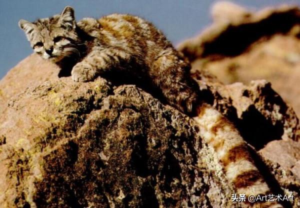 安第斯貓的特點