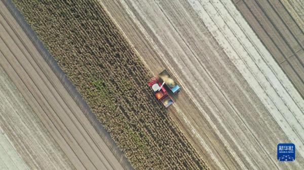 河北豐南：豐收季 秋收忙
