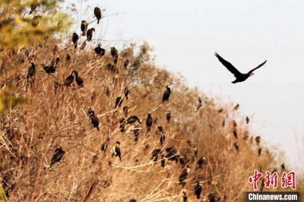 西安滻灞國家溼地公園迎來大批候鳥越冬
