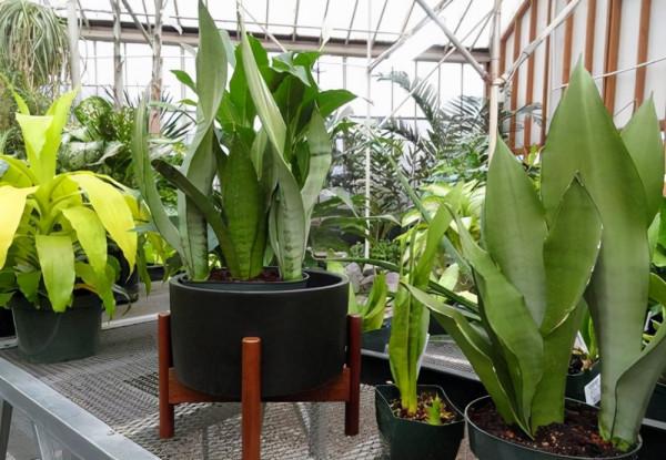 6種“懶人花”，看著很普通，養著很“實惠”，養得越久越覺得好