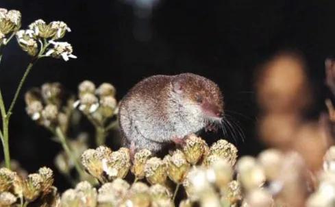 像老鼠的鼩鼱：世界上最小的哺乳動物