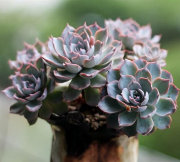 多肉植物“穿裙子”怎麼辦？學會一招變漂亮，後期狀態美