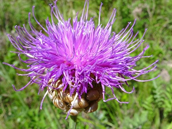 分享一味抗癌常用中藥——漏蘆，清熱解毒、消癰散結功效顯著