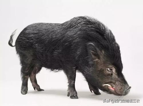 野豬有4千萬年歷史,把家豬放到野外3年,會變成野豬嗎? 野豬有4千萬年歷史,把家豬放到野外3年,會變成野豬嗎?