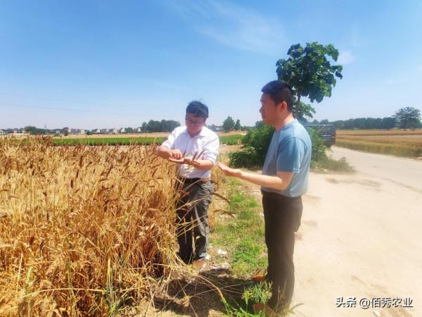 農村糧囤裡的“麥牛”,危害小麥防不勝防,農業專家告訴你咋防治 農村糧囤裡的“麥牛”,危害小麥防不勝防,農業專家告訴你咋防治
