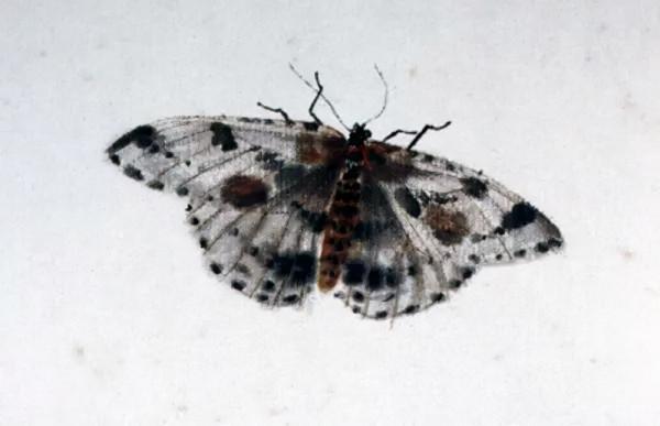 齊白石筆下的飛蟲,精細之極 齊白石筆下的飛蟲,精細之極