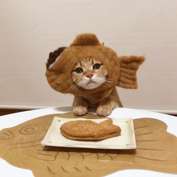 日本一鏟屎官把貓咪打扮成食物！網友：太可愛了！忍不住想吃掉