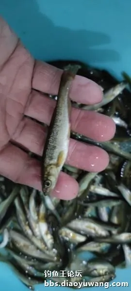 迴歸河山，收穫翻番