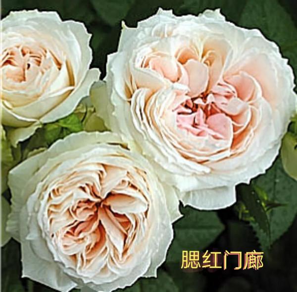 花量巨大的“門廊”系列月季品種
