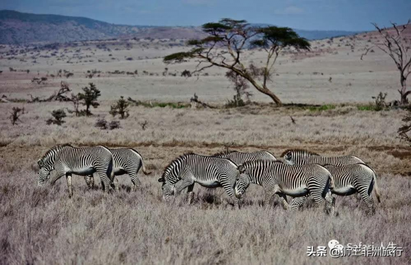 非洲五特 | 相比於“非洲五霸”拿什麼來吸引你呢? 非洲五特 | 相比於“非洲五霸”拿什麼來吸引你呢?